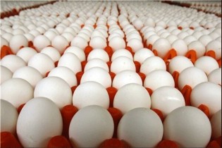 افزایش قیمت تخم مرغ ناشی از چالش‌های تامین نهاده‌ها است
