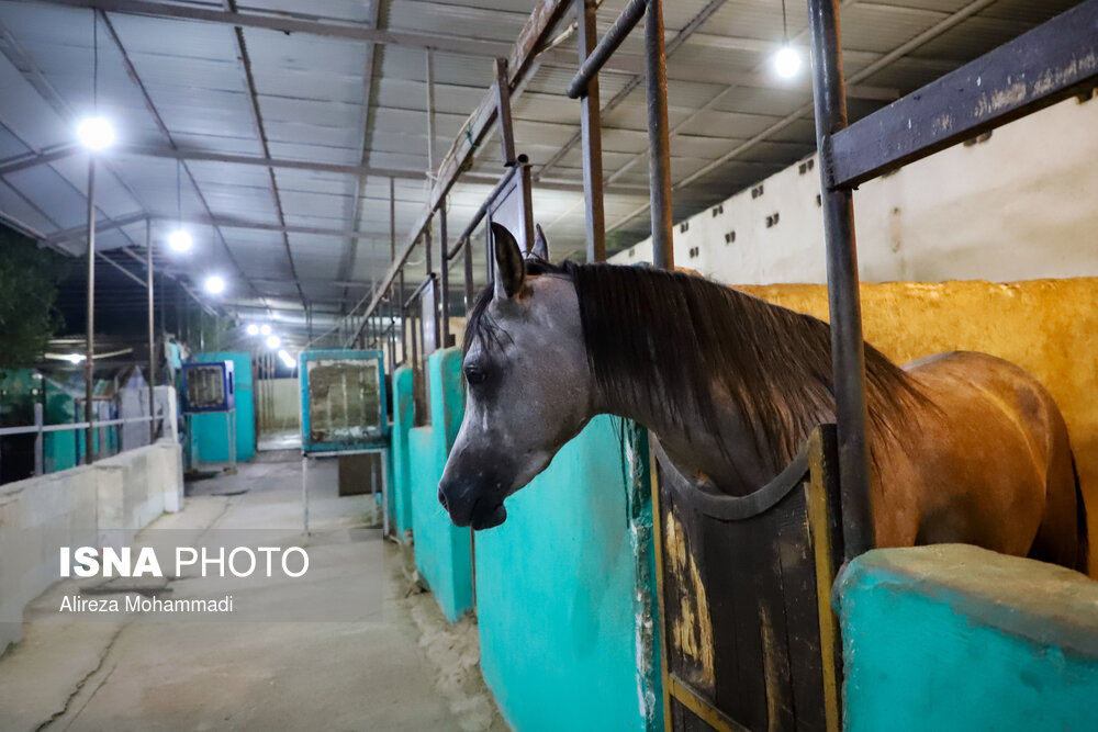 زادگاه اسب اصیل عرب، خوزستان است اما طی چند سال اخیر باشگاه های سوارکاری و مالکان اسب ها با مشکلاتی مواجه شده اند.