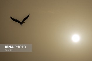 کاهش قابل توجه پرندگان تهران