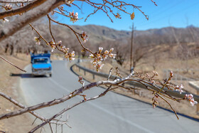 شکوفه های زمستانی - شهرکرد