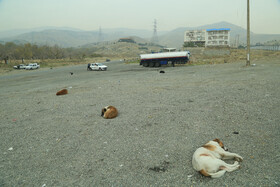 حضور حیوانات به خصوص سگ‌ها در محله شهران به خصوص در نزدیکی پارک جنگلی کوهسار مشهود است. بعد از شیوع ویروس کرونا و خانه‌نشینی مردم تعداد این سگ‌ها که به نزدیکی مناطق مسکونی می‌آیند بیشتر هم شده است.