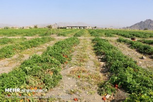 گوجه در مزرعه هزار و در بازار ۱۰ هزار تومان/دستگاه قضایی ورود کند