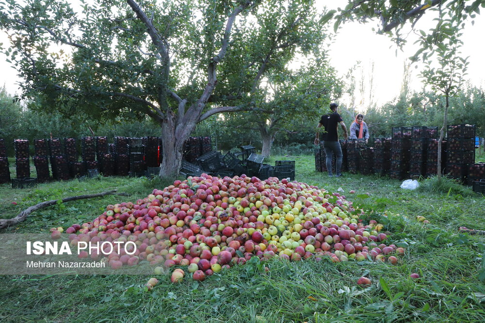 جشنواره میوه و غذا های سالم - اهر