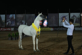 سی و چهارمین دور جشنواره  زیبایی اسب