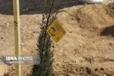 تصاویر / آیین روز ملی درختکاری در فارس