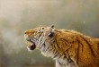نقاشی یا عکس؟ <img src="/images/picture_icon.gif" width="16" height="13" border="0" align="top"> نقاشی یا عکس؟ <img src="/images/picture_icon.gif" width="16" height="13" border="0" align="top">