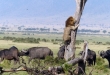 تصاویر/وقتی شیر نر گربه می‌شود!  <img src="/images/picture_icon.gif" width="16" height="13" border="0" align="top">