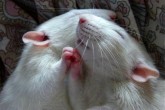 تصاویر/ روابط عاطفی موشها