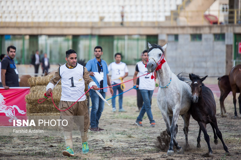 جشنواره ملی اسب کُرد - سنندج