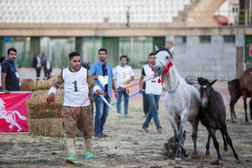 جشنواره ملی اسب کُرد - سنندج