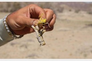 استان های جنوبی منتظر هجوم ملخ های صحرایی باشند