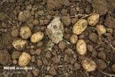 کمبود عرضه، دلیل گرانی سیب‌زمینی/یک‌ماه دیگر، قیمت‌ متعادل می‌شود
