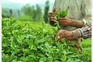 استقبال مردم از چای داخلی