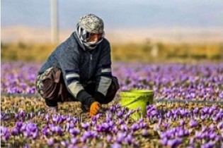 چرا زعفران ارزان شد؟
