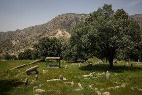 شیر نه تنها نشانگر شجاعت و قدرت جسمانی است بلکه نماد پیروزی در عین فروتنی و همچنین نجابت و معنویت نیز هست. به همین دلایل است که بختیاری ها شیر را به عنوان نماد خود پذیرفته و ارائه کرده اند.