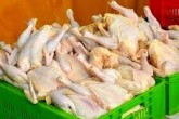مشکل مرغ گرانی است نه گرانفروشی