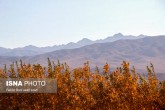 تصاویر / ایران زیباست؛ پاییز در روستای «سکنج» کرمان  <img src="/images/picture_icon.gif" width="16" height="13" border="0" align="top">