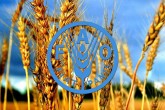 مقاومت میکروبی امنیت غذایی ومعیشت میلیون‌ها کشاورز راتهدید می کند