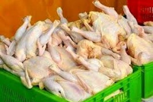 نرخ مصوب مرغ ثابت ماند