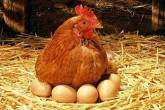 قیمت مرغ کاهش یافت و به نرخ مصوب نزدیک شد