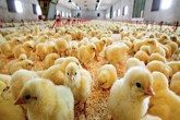 چرا قیمت جوجه یک روزه نجومی شد؟ چرا قیمت جوجه یک روزه نجومی شد؟