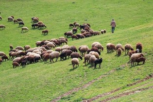 توقف خرید تضمینی دام در چهارمحال و بختیاری