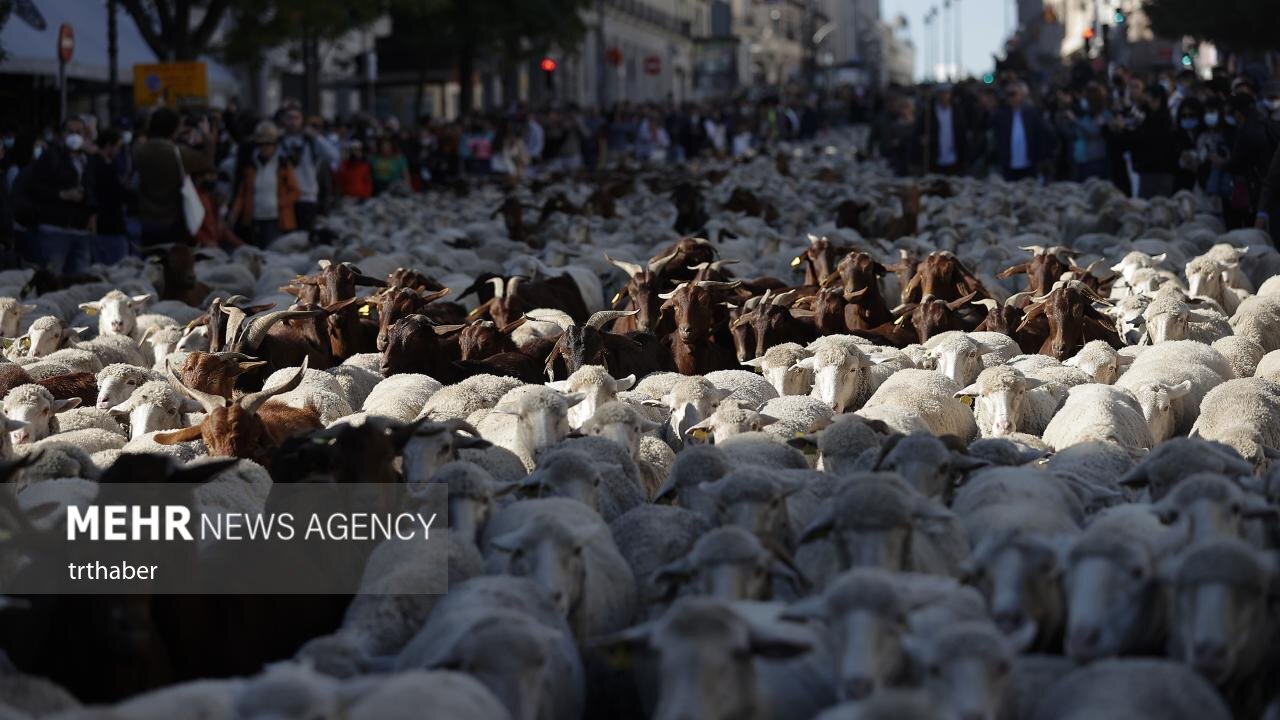 عبور هزاران گوسفند از سطح شهر مادرید