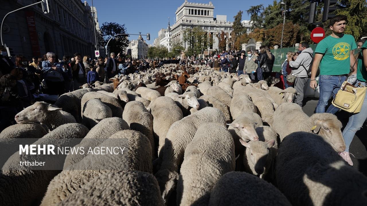 عبور هزاران گوسفند از سطح شهر مادرید
