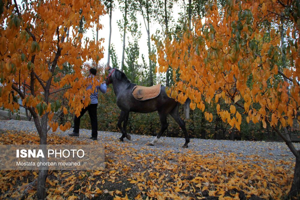 پاییز هزار رنگ در مناطق روستایی و عشایری اهر