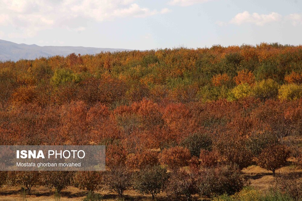 پاییز هزار رنگ در مناطق روستایی و عشایری اهر