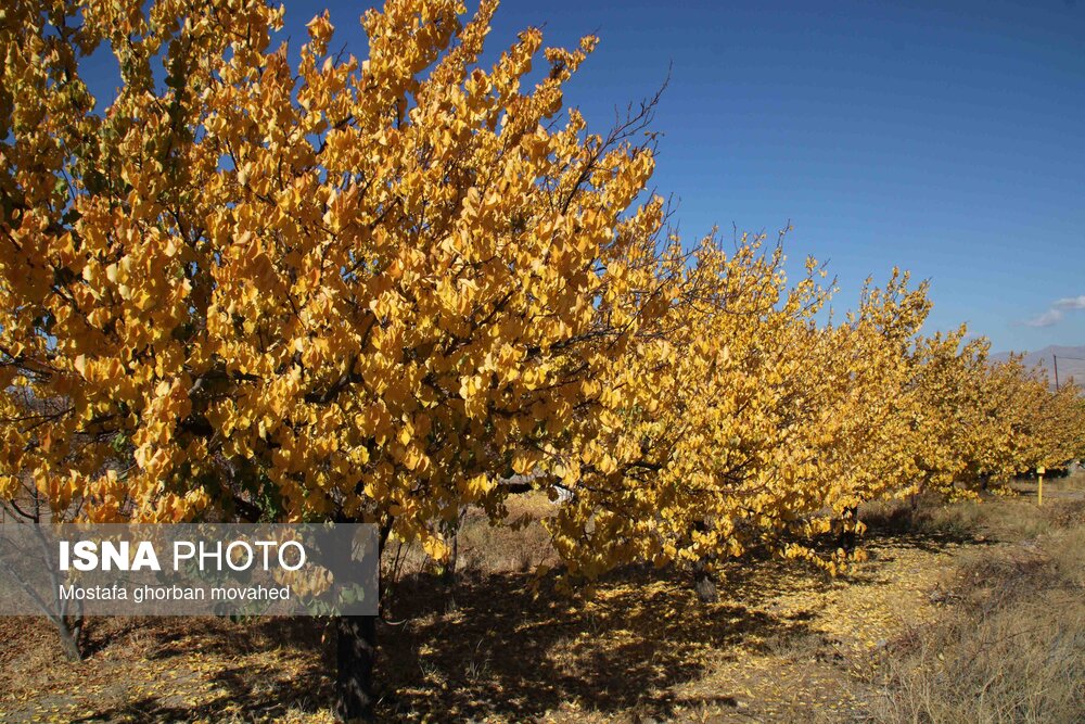 پاییز هزار رنگ در مناطق روستایی و عشایری اهر