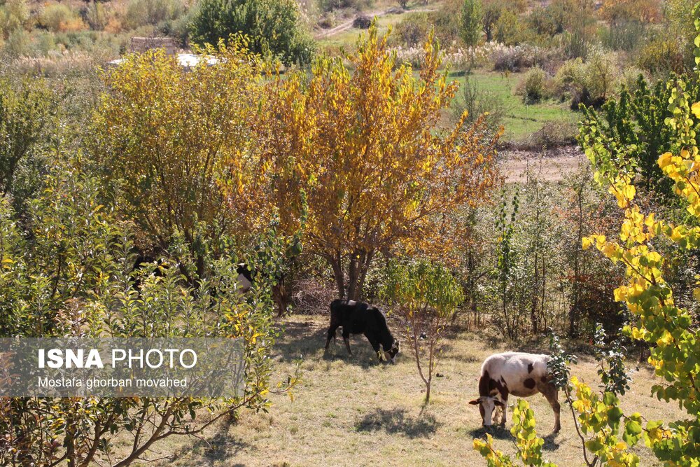 پاییز هزار رنگ در مناطق روستایی و عشایری اهر