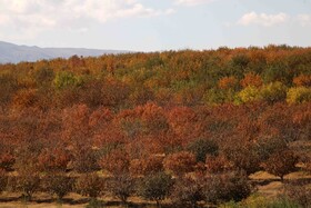 پاییز هزار رنگ در مناطق روستایی و عشایری اهر