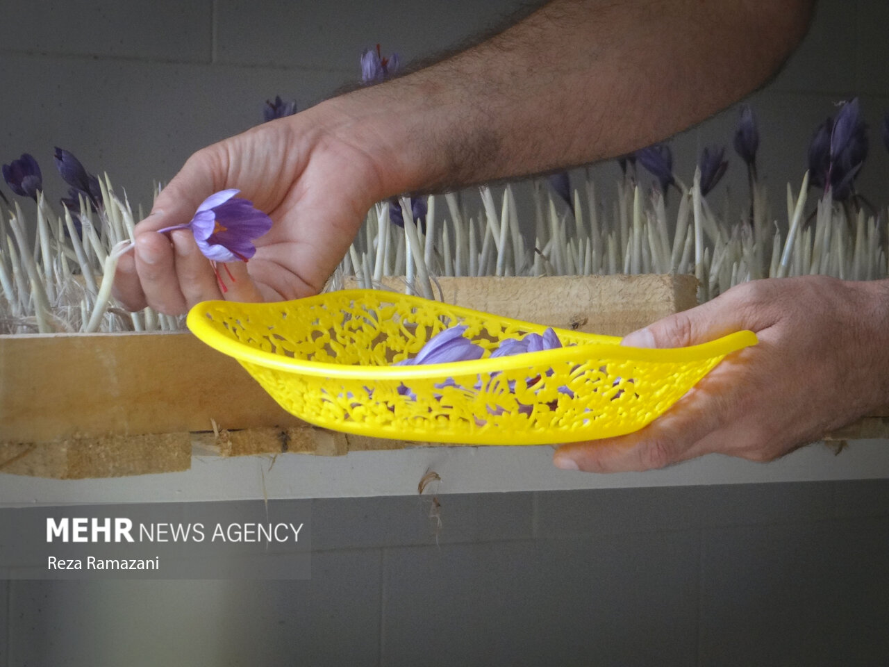 تولید زعفران به روش هوا کشت برای نخستین بار در بوشهر