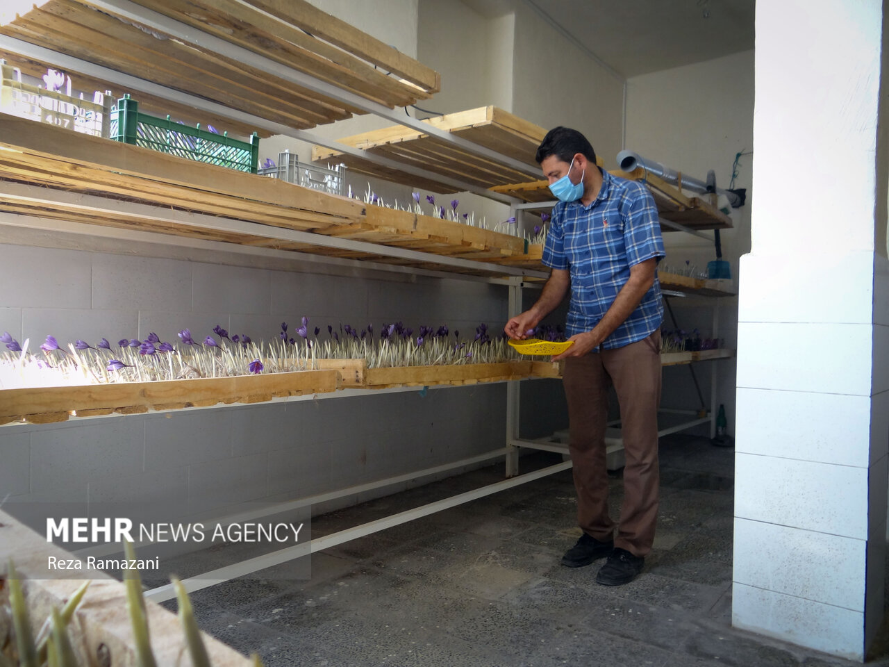 تولید زعفران به روش هوا کشت برای نخستین بار در بوشهر