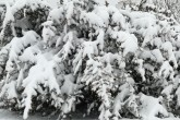 تصاویر / بارش سنگین برف پاییزی در بیجار