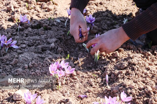 برداشت گل زعفران از مزارع تربت حیدریه
