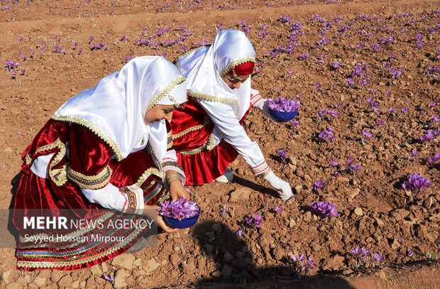 برداشت گل زعفران از مزارع تربت حیدریه