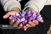 تصاویر / برداشت زعفران از مزارع تربت حیدریه