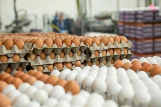 کاهش قیمت هر شانه تخم مرغ در میادین میوه و تره بار