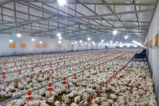 ظرفیت تولید گوشت مرغ در سرباز به ٨٠٠ تن خواهد رسید