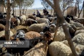 آیا "دامدار کارت" می تواند مشکلات دامداران را حل کند؟