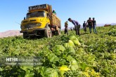 بی‌توجهی به تامین زنجیره غذایی در ایران/ طرح امنیت غذایی ناقص است