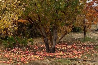 نماینده ارومیه: ۸۰۰ هزار تن سیب در سردخانه‌ها باقی مانده است