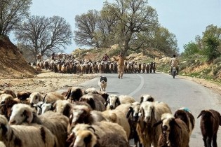 صادرات دام متوقف شد