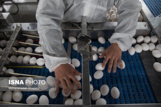 کاهش جوجه ریزی در مرغ‌های تخم‌گذار/حذف ارز ترجیحی تاثیری به حال مرغداران ندارد
