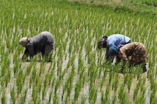 قرارگاه خاتم‌الانبیاء برنامه‌ای برای ورود به حوزه کشت برنج ندارد