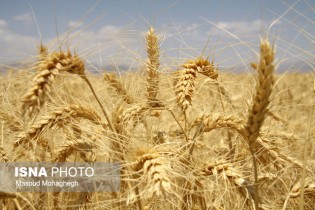 قیمت عادلانه برای گندم چقدر است؟
