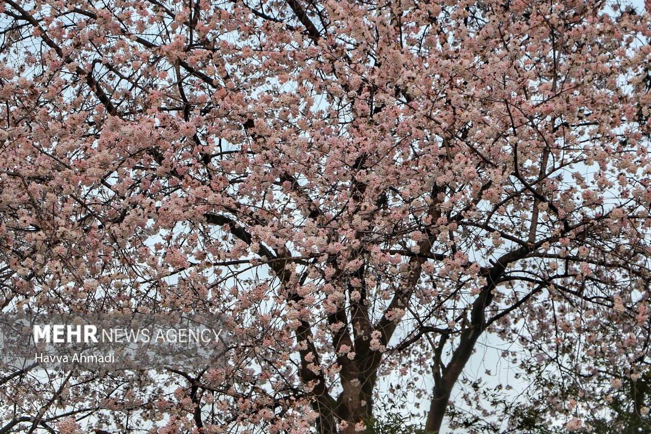 جلوه گری شکوفه های رنگارنگ مازندران