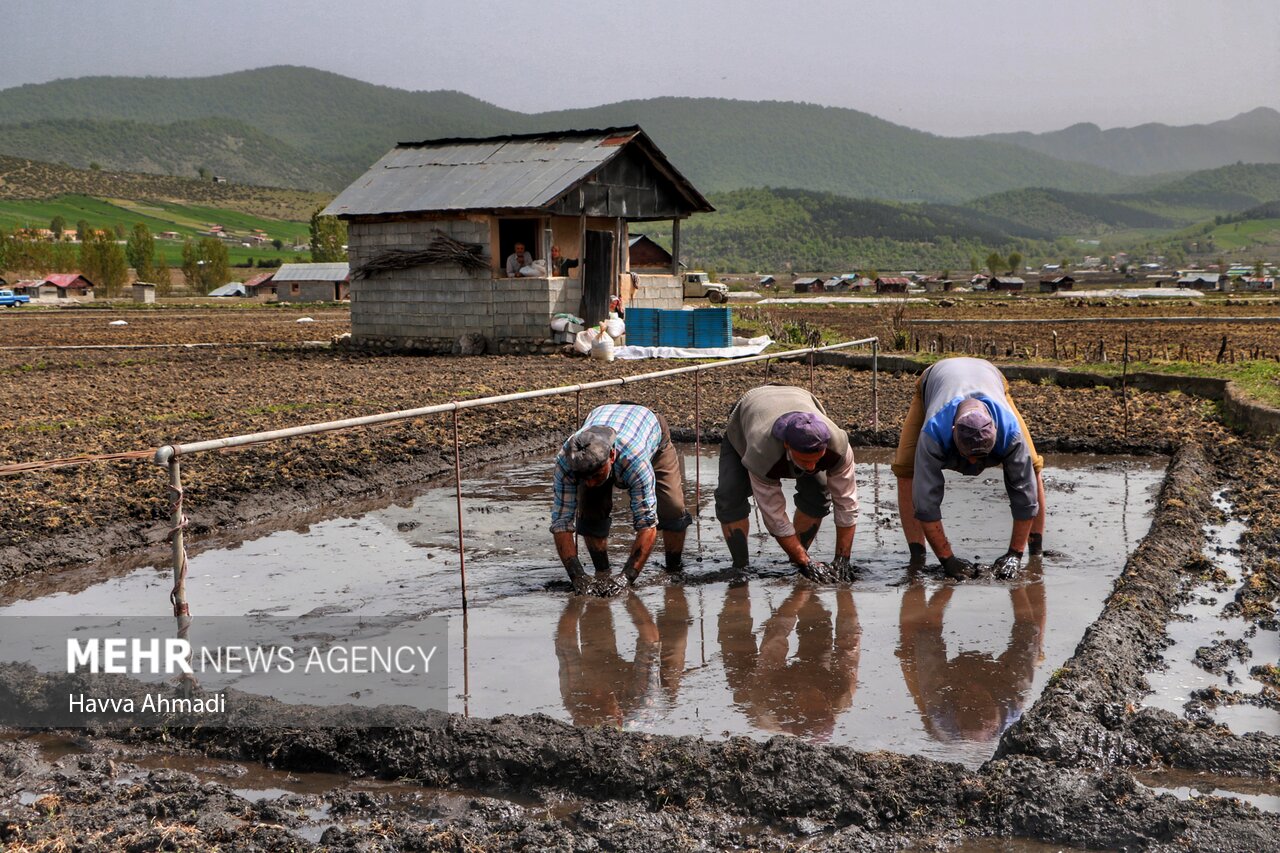 خزانه گیری برنج در مازندران